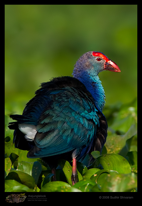 _MG_0914-Purple-Swamphen.jpg