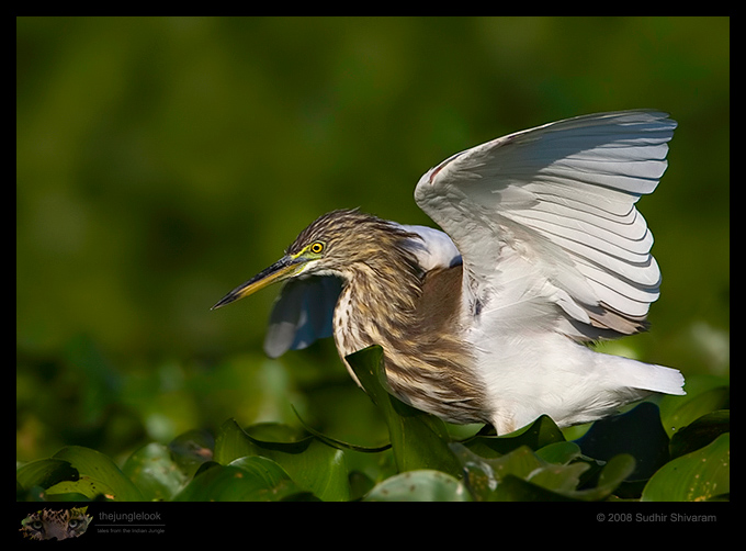 _MG_0936-Pond-Heron.jpg