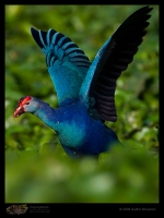 _MG_0973-Purple-Swamphen.jpg