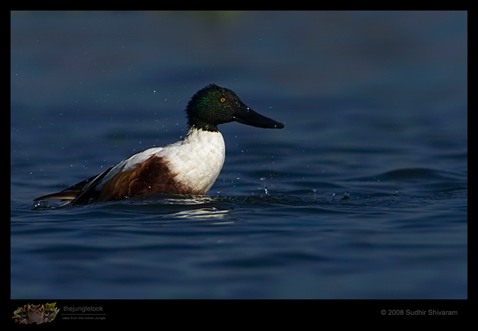 _MG_1035-Northern-Shoveler.jpg