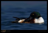 _MG_1043-Northern-Shoveler.jpg