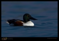 _MG_1090-Northern-Shoveler.jpg