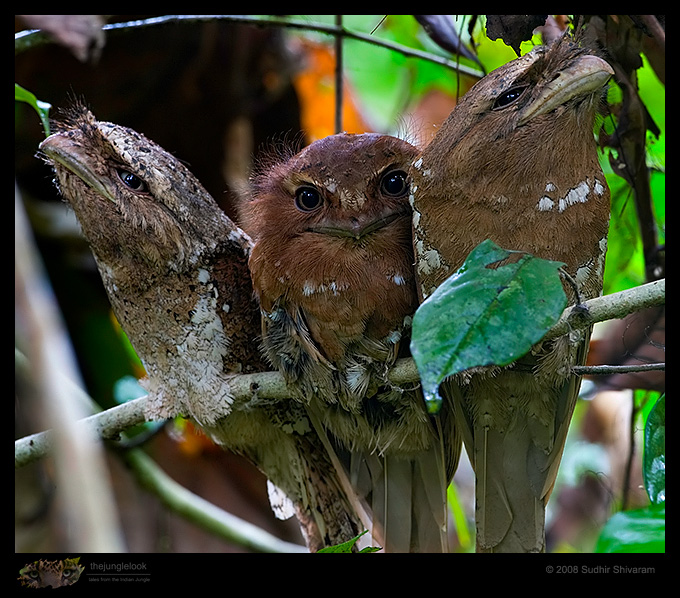 _MG_1498-Ceylon-frogmouth.jpg