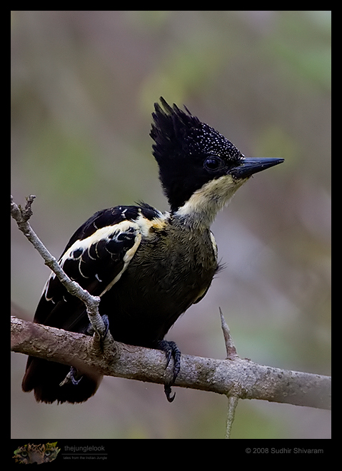 _MG_1996-Heart-Spotted-Woodpecker.jpg