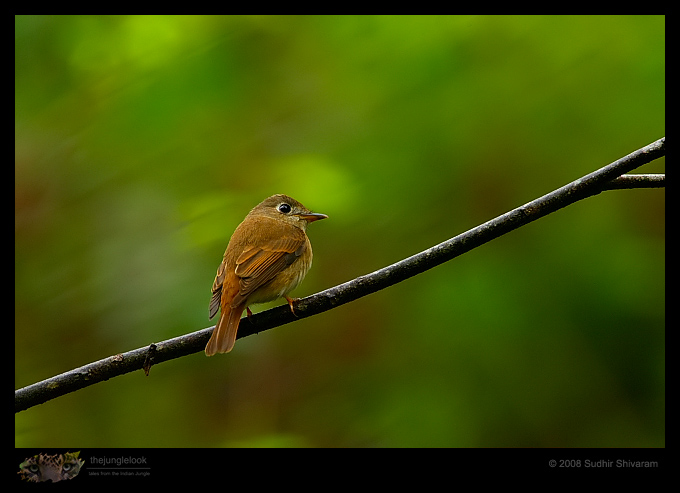 _MG_1470-Brown-Breasted-Flycatcher.jpg