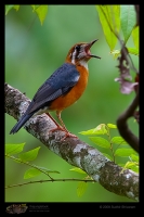 _MG_1555-Orange-Headed-ground-Thrush.jpg