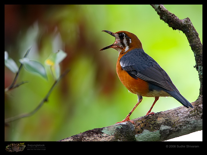 _MG_1596-Orange-Headed-Ground-Thrush.jpg