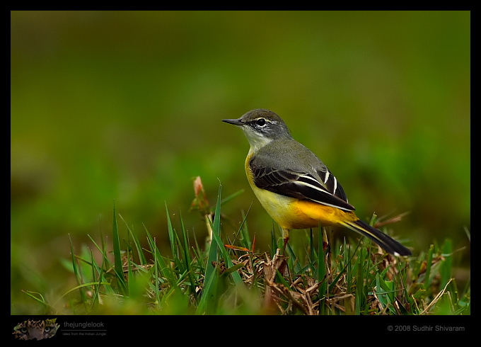 _MG_2320-Grey-Wagtail.jpg