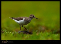 _MG_2343-Common-Sandpiper.jpg