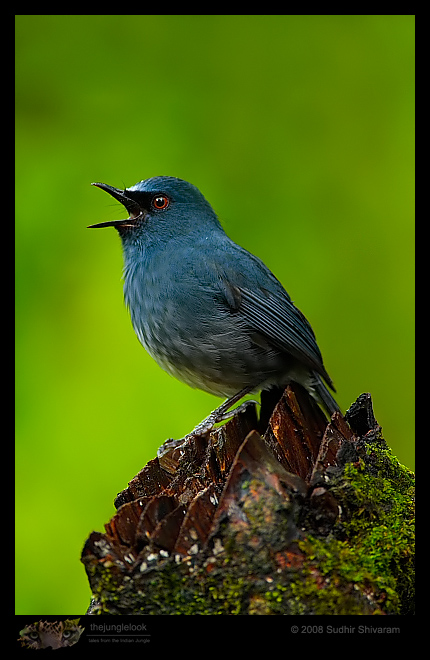 _MG_2573-white-Bellied-Shortwing.jpg