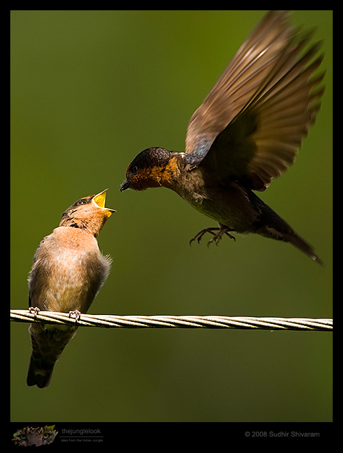 _MG_2950-Pacific-Swallow.jpg