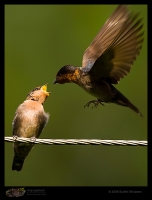 _MG_2950-Pacific-Swallow.jpg