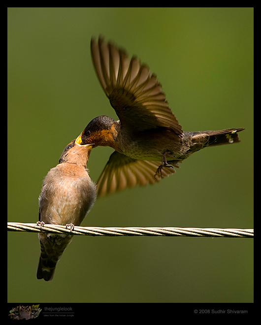 _MG_2951-Pacific-Swallow.jpg