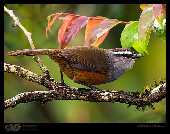 _MG_2973-Grey-Breasted-Laughing-Thrush.jpg