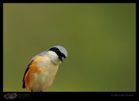 _MG_3134-Long-Tailed-Shrike.jpg