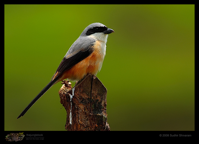 _MG_3173-Long-Tailed-Shrike.jpg