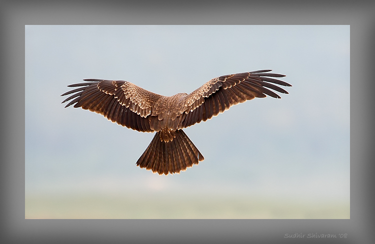 _MG_4333-Kite.jpg