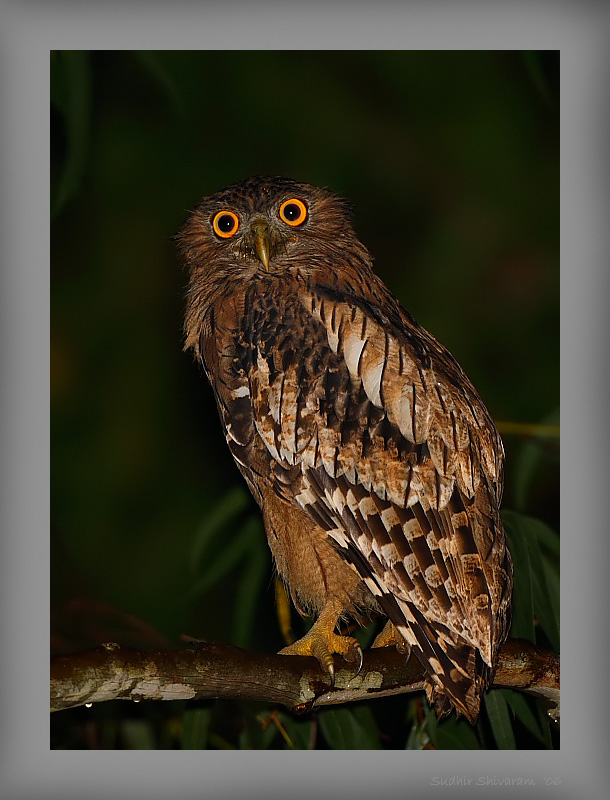 _MG_2861-Brown-Fish-Owl_001.jpg