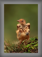 _MG_4290-Jerdons-Bushlark.jpg