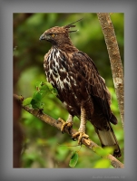 _MG_4429-Changeable-Hawk-Eagle.jpg