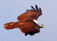 _MG_5032-Brahminy-Kite.jpg