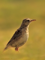 _MG_5079-Paddyfield-Pipit.jpg