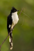 _MG_5736-Pied-Crested-Cuckoo.jpg