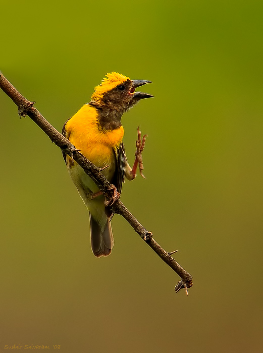 _MG_5770-Baya-Weaver.jpg