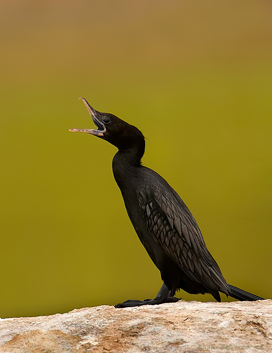 _MG_5793-Little-Cormorant.jpg