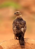 _MG_5826-Oriental-Honey-Buzzard.jpg