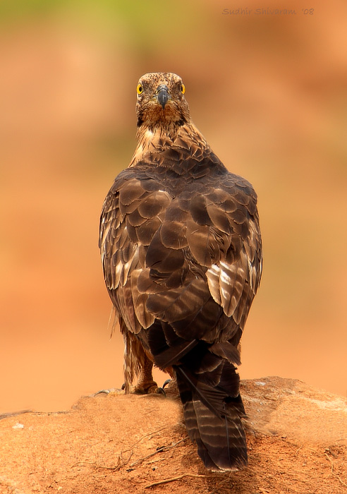 _MG_5830-Oriental-Honey-Buzzard.jpg