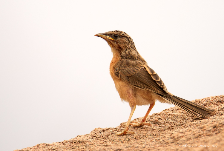 _MG_5886-Common-Babbler.jpg