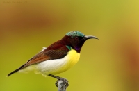 _MG_6050-Purple-Rumped-Sunbird.jpg