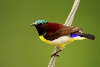 _MG_6084-Purple-Rumped-Sunbird.jpg