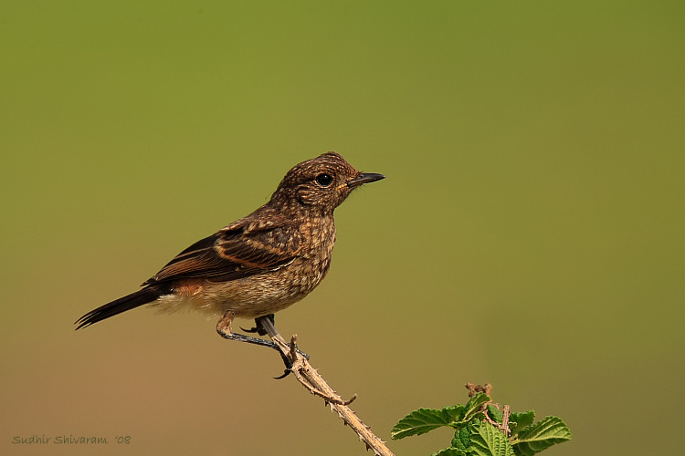 _MG_6179_JPG-Pied-Bushchat.jpg