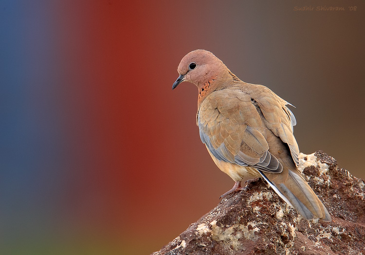 _MG_6273-Laughing-Dove.jpg