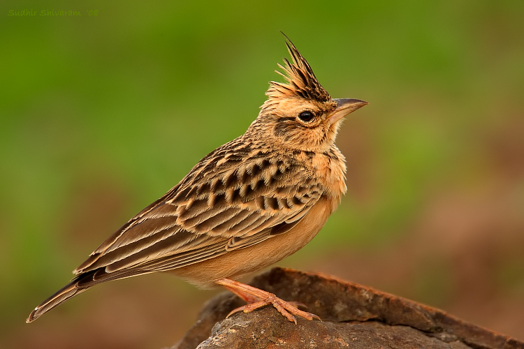 _MG_6320-Sykes-Lark.jpg