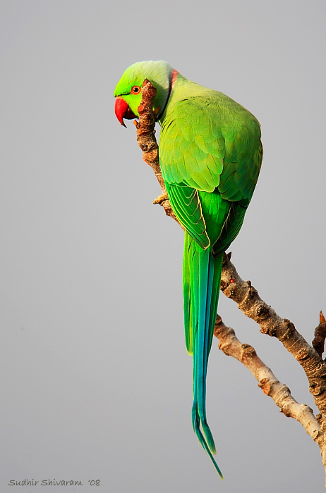 _MG_6658-Rose-Ringed-Parakeet.jpg