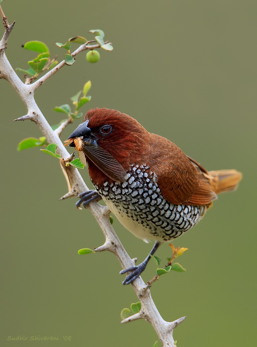 _MG_6815-Scaly-Breasted-Munia.jpg