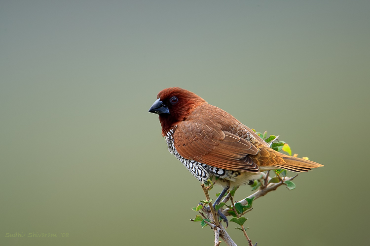 _MG_6863-Scaly-Breasted-Munia.jpg