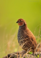 _MG_6885-Rock-Bushquail.jpg