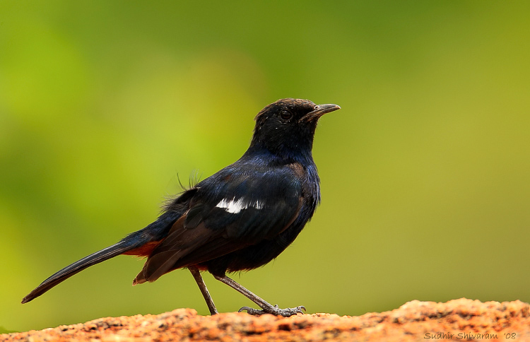 _MG_7172-Indian-Robin.jpg