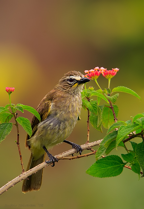 _MG_7189-White-Browed-Bulbul.jpg