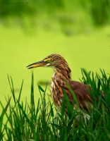 _MG_7204-Indian-Pond-Heron.jpg