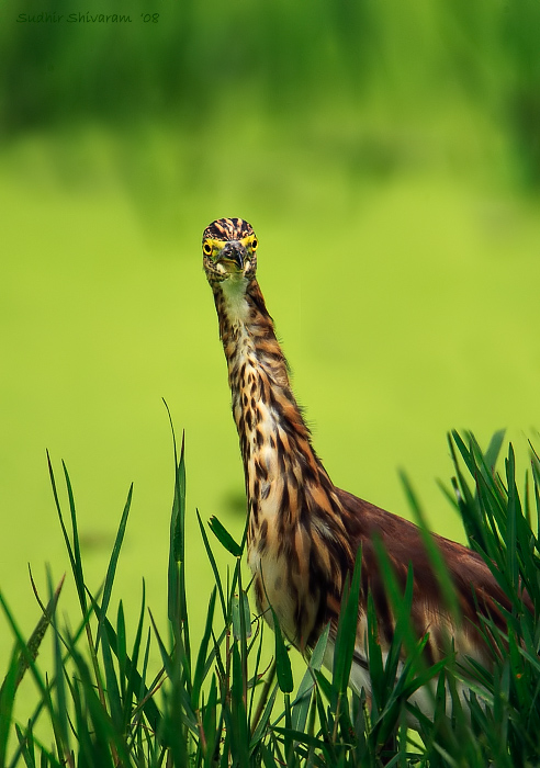 _MG_7208-Pond-Heron.jpg