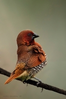 _MG_7396-Scaly-BreastedMunia.jpg