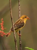 _MG_7418-Baya-Weaver.jpg