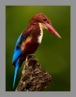 _MG_8307-White-Breasted-Kingfisher.jpg