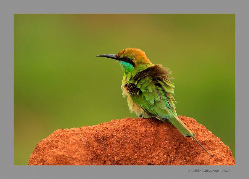 _MG_8355-Green-Bee-Eater.jpg