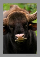 _MG_8128-Gaur.jpg